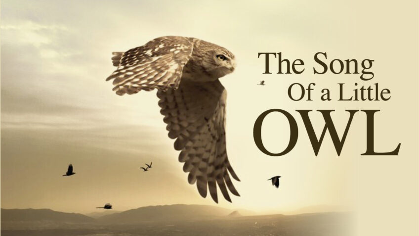 The song of a little owl