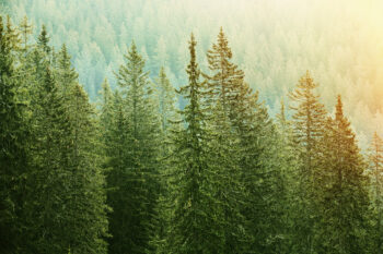 Forêt d'épicéas / Adobe Stock