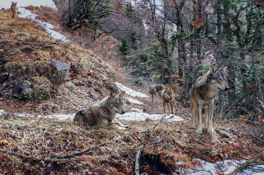 Vivre avec les loups - Jean-Michel BERTRAND