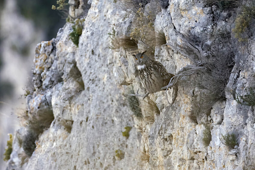 Hiboux grands-ducs : Stéphanie & David Allemand