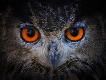 Hibou grand-duc Hibou grand-duc