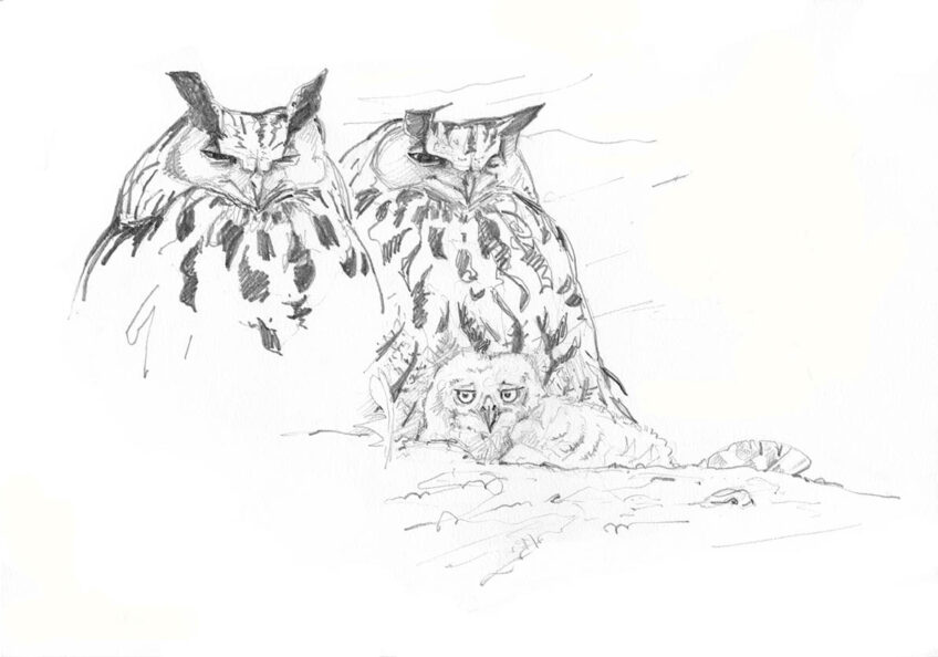 Hibou grand-duc : dessin