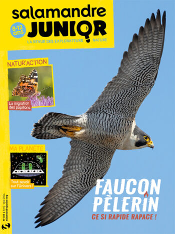 Couverture de La Salamandre Junior n°153