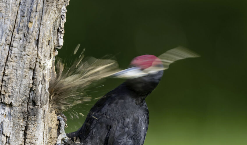 Capable de creuser le bois avec une grande puissance, le pic noir peut aussi faire porter le son de ses tambourinages à plus de 1 km.