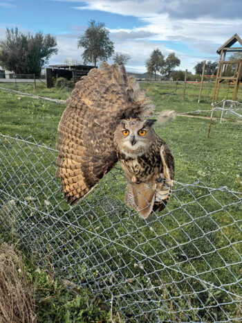 Hibou Grand Duc