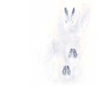 Alice Flore Béteille / © Empreintes de chevreuil- Illustration d'Alice Flore Béteille