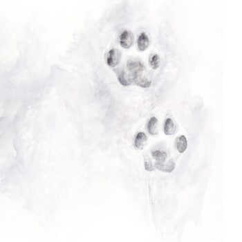 Empreintes de lynx - Illustration d'Alice Flore Béteille