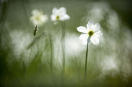 © davidrouge.com / Jeux de lumière sur un narcisse des poètes.