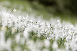 © davidrouge.com /
Feu d’artifice de narcisses.