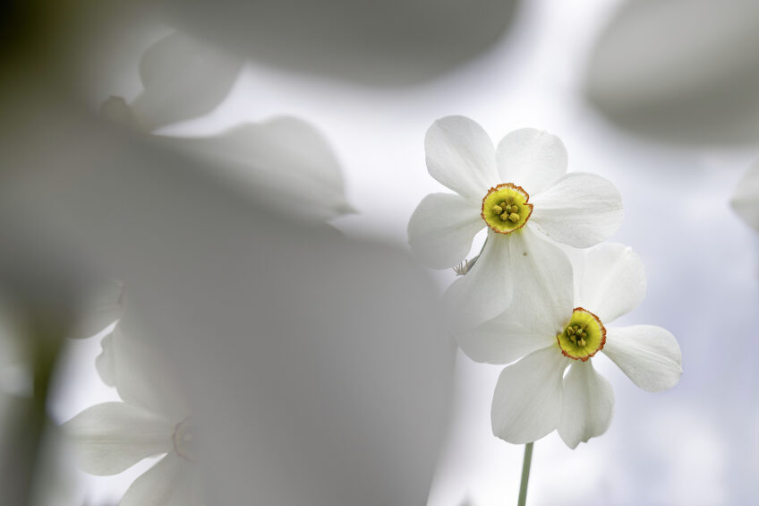 Le Narcisse des poètes