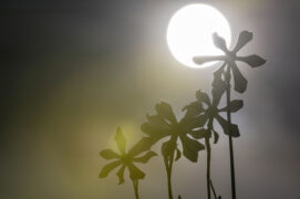 © davidrouge.com / Tôt le matin, les pièces florales sont enroulées vers l’arrière.