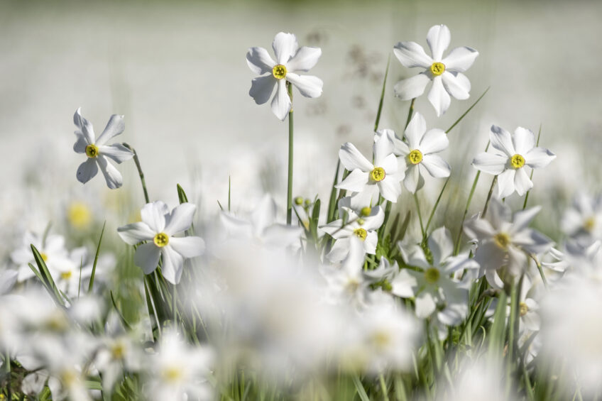 Le Narcisse des poètes