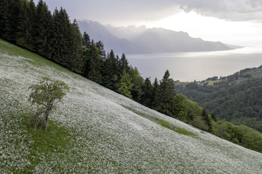 Le Narcisse des poètes