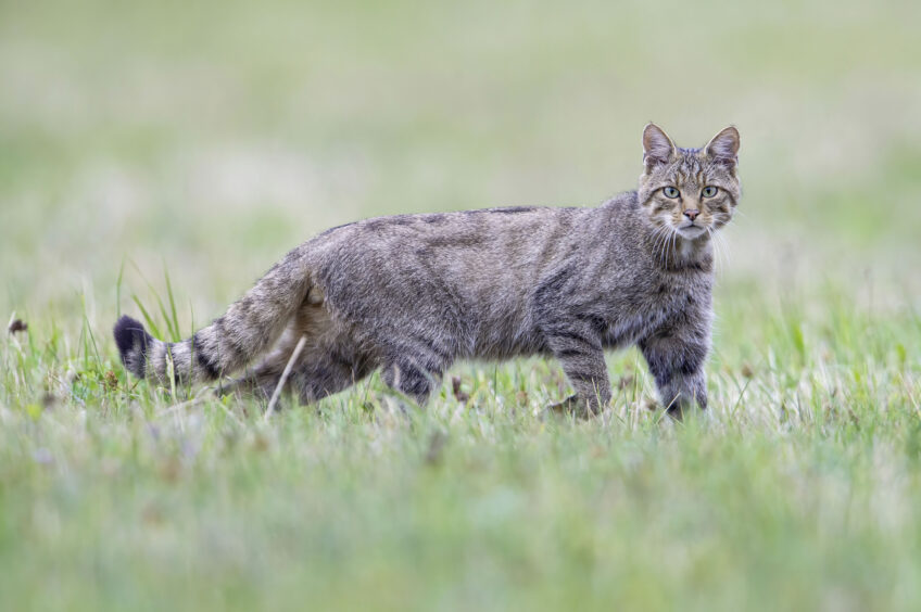 Felis silvestris, Chat forestier, Wild cat, Vosges, France,