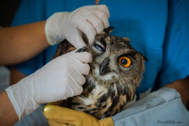 Ce hibou grand-duc est arrivé au Tétras Libre suite à un choc véhicule.
Il n’avait pas de réflexe au niveau des yeux, avait des plaies nécessitant des points de sutures, une fracture à l’aile, et un manque de mobilité sur la patte droite qui a dû être brochée.
Il a également suivi des séances d’ostéopathie.  Au total il aura passé plus de 2 mois en soins  ! Ce hibou grand-duc est arrivé au Tétras Libre suite à un choc véhicule.
Il n’avait pas de réflexe au niveau des yeux, avait des plaies nécessitant des points de sutures, une fracture à l’aile, et un manque de mobilité sur la patte droite qui a dû être brochée.
Il a également suivi des séances d’ostéopathie.  Au total il aura passé plus de 2 mois en soins  ! / © Jonathan Feraud