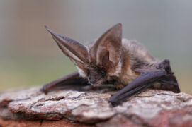 Chauve souris oreillard récupérée au centre Erminea Chauve souris oreillard récupérée au centre Erminea / © Erminea