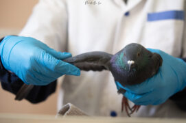 Ce pigeon biset est arrivé sans blessure, en forme, mais présentait des troubles neurologiques. Ce pigeon biset est arrivé sans blessure, en forme, mais présentait des troubles neurologiques. / © Parole de Léa