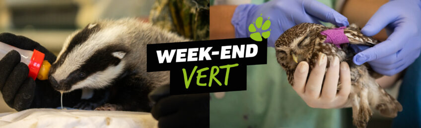 biberonnage d'un blaireautin et examen d'entrée sur une Chevêche d'Athéna