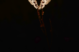 ©  Cyrille Grillère  