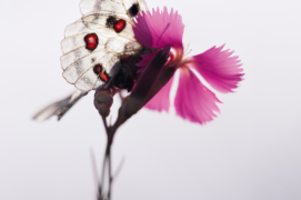 ©  Cyrille Grillère  