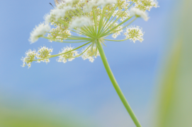 ©  Cyrille Grillère  