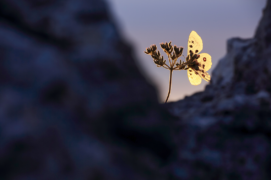 ©  Cyrille Grillère  