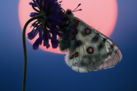 ©  Cyrille Grillère  