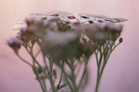 ©  Cyrille Grillère  