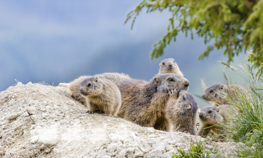 Marmottes