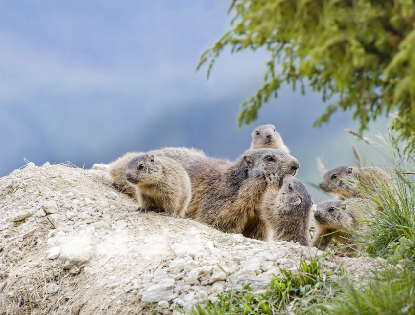 Marmottes