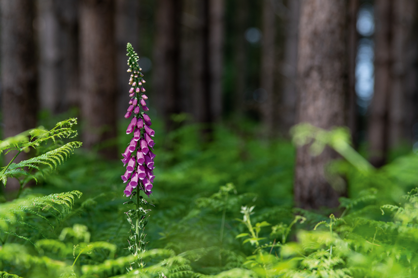 Gare à la digitale pourpre ! Toutes ses parties renferment un poison mortel à haute dose.
