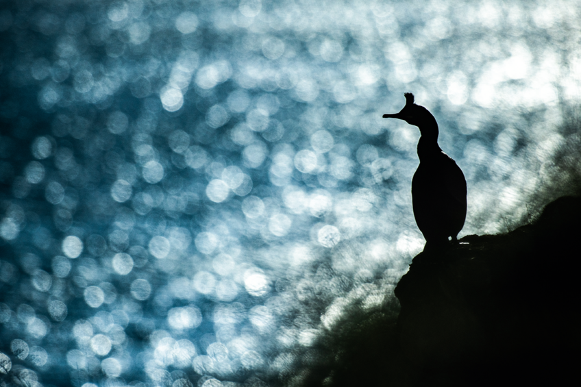 Marc Tisseau Cormoran huppé à contre-jour.
