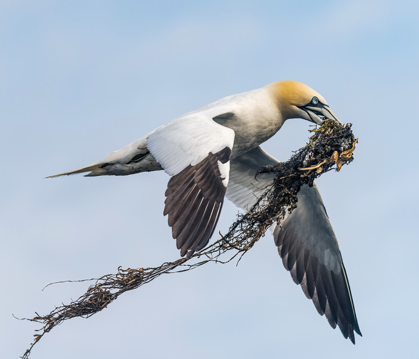 Marc Tisseau Avec ces algues, le fou de Bassan construit son nid. Sept-Îles, Côtes-d’Armor, le 3 juin 2020 à 9 h 26.