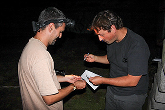 Herpétologues inventoriant les hémidactyles dans la ville de Nîmes.
