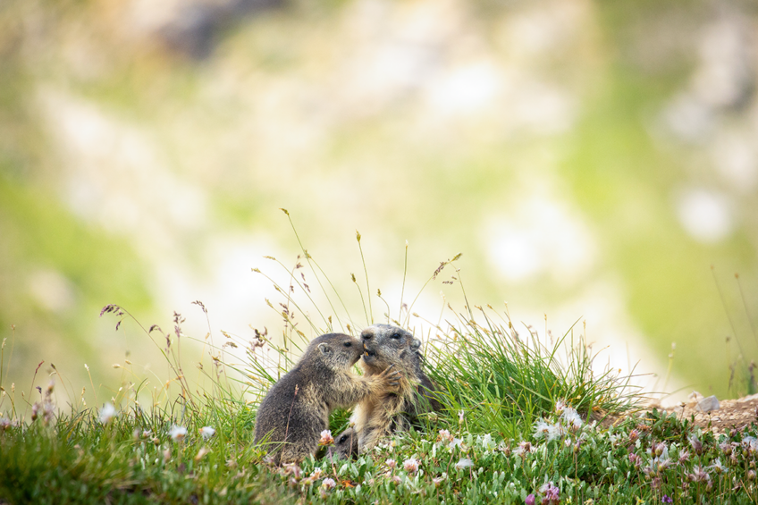 Léa Cirotteau / paroledelea.com : marmottes