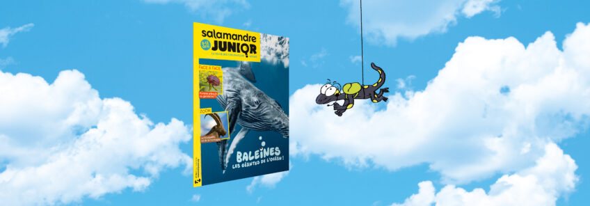 La baleine, géante des océans Elle est gi-gan-tes-que, la baleine ! À l’occasion de la Journée mondiale des océans le 8 juin 2024, vos enfants, petits-enfants ou élèves découvrent les records de cette géante des océans dans le dossier de 10 pages de Salamandre Junior 154 (juin-juillet 2024). De quoi se sentir tout minus face à ces grands cétacés !