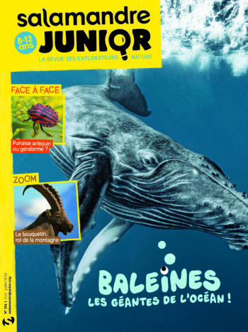 La baleine, géante des océans Elle est gi-gan-tes-que, la baleine ! À l’occasion de la Journée mondiale des océans le 8 juin 2024, vos enfants, petits-enfants ou élèves découvrent les records de cette géante des océans dans le dossier de 10 pages de Salamandre Junior 154 (juin-juillet 2024). De quoi se sentir tout minus face à ces grands cétacés !