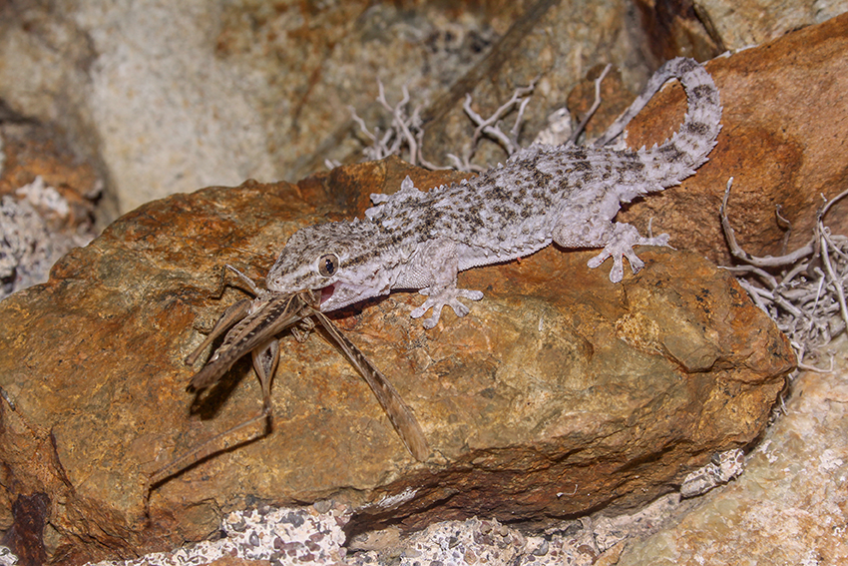 Tarente de Maurétanie capturant un criquet
