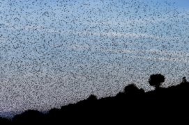 Lorsqu’ils apparaissent dans la multitude, les étourneaux sansonnets (Sturnus vulgaris) 
occupent tout l’espace du paysage et du ciel. Cette ambiance saisissante fait immanquablement penser aux punitions divines dans les écrits anciens.  Lorsqu’ils apparaissent dans la multitude, les étourneaux sansonnets (Sturnus vulgaris) 
occupent tout l’espace du paysage et du ciel. Cette ambiance saisissante fait immanquablement penser aux punitions divines dans les écrits anciens.  / ©  Alessandro Staehli
