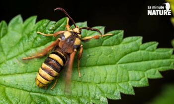 Ce papillon ressemble aussi à une guêpe, mais est inoffensif. C'est le Sésie du peuplier. / © Daniel Auclair