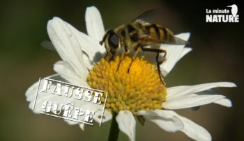 Un syrphe qui imite le code couleur noire et jaune des guêpes pour ne pas se faire embêter ! / © Daniel Auclair
