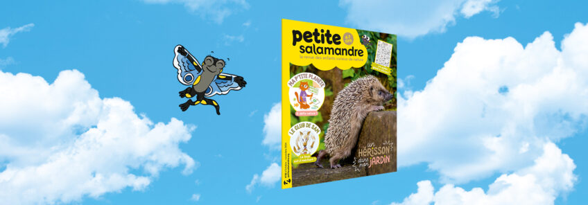 Petite Salamandre 56 le hérisson