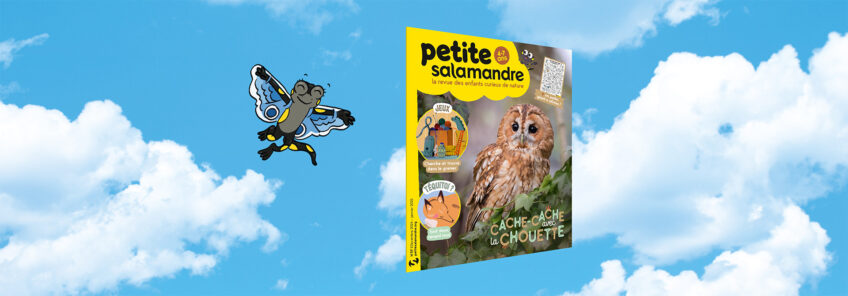 PSA57-Petite Salamandre Cacahe cache avec la chouette