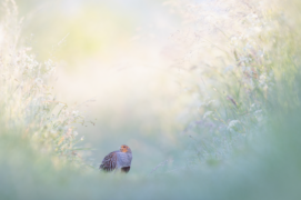 Grand vainqueur  
Christian Höfs • Perdrix grise
« Peu après le lever du soleil, près de Marbourg (Allemagne). Dans le paysage agricole déstructuré, les friches sont les derniers refuges pour de nombreuses espèces. J’ai découvert cette perdrix grise par hasard et je l’ai approchée très lentement. » Grand vainqueur  
Christian Höfs • Perdrix grise
« Peu après le lever du soleil, près de Marbourg (Allemagne). Dans le paysage agricole déstructuré, les friches sont les derniers refuges pour de nombreuses espèces. J’ai découvert cette perdrix grise par hasard et je l’ai approchée très lentement. » / © Christian Höfs