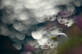 Gagnant - Catégorie Général
Jonathan Lhoir • Mouette tridactyle
« Cette image de mouette tridactyle a été réalisée sur les falaises de la côte est écossaise. J’ai voulu remettre l’oiseau dans son biotope en intégrant au premier plan les inflorescences fanées et encore en fleur d’arméries. L’arrière-plan est quant à lui composé de flares créés par les scintillements à la surface de l’eau. » Gagnant - Catégorie Général
Jonathan Lhoir • Mouette tridactyle
« Cette image de mouette tridactyle a été réalisée sur les falaises de la côte est écossaise. J’ai voulu remettre l’oiseau dans son biotope en intégrant au premier plan les inflorescences fanées et encore en fleur d’arméries. L’arrière-plan est quant à lui composé de flares créés par les scintillements à la surface de l’eau. » / © Jonathan Lhoir