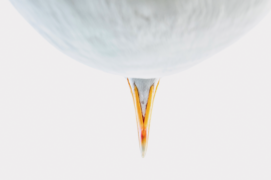 Catégorie Général - 2  
Oscar Diez • Goéland argenté Catégorie Général - 2  
Oscar Diez • Goéland argenté / © Oscar Diez