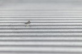 Catégorie Général - 3  
Nicolas De Vaulx • Bergeronnette grise
 Catégorie Général - 3  
Nicolas De Vaulx • Bergeronnette grise
 / © Nicolas De Vaulx