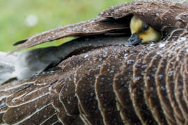 Gagnant - Catégorie Emotion 
Christoph kaula • Oie cendrée
« Par une journée changeante, je me suis fait surprendre par une averse, tout comme cette famille d’oies cendrées dont la mère protège ses poussins. Après la pluie, les boules de duvet scrutent hors du plumage maternel avant de se remettre en quête de nourriture. » Gagnant - Catégorie Emotion 
Christoph kaula • Oie cendrée
« Par une journée changeante, je me suis fait surprendre par une averse, tout comme cette famille d’oies cendrées dont la mère protège ses poussins. Après la pluie, les boules de duvet scrutent hors du plumage maternel avant de se remettre en quête de nourriture. » / ©  gagnant - cat. émotion   Christoph kaula • Oie cendrée