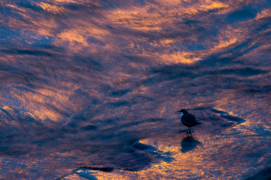 Catégorie Emotion - 2  
David Bertuleit • Cincle plongeur Catégorie Emotion - 2  
David Bertuleit • Cincle plongeur / © David Bertuleit