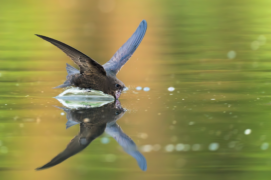 Gagnant - Catégorie Action  
Sebastian Inhofer • Martinet noir 
« Les martinets noirs ont une vie aérienne. Pour pouvoir boire, ils descendent alors à grande vitesse vers une eau la plus calme possible. Ils naviguent au ras de la surface, ouvrent leur gosier étonnamment grand jusqu’à ce que la mandibule inférieure touche l’eau. Ce moment ne dure qu’une fraction de seconde, puis les bolides s’envolent à nouveau vers le ciel. » Gagnant - Catégorie Action  
Sebastian Inhofer • Martinet noir 
« Les martinets noirs ont une vie aérienne. Pour pouvoir boire, ils descendent alors à grande vitesse vers une eau la plus calme possible. Ils naviguent au ras de la surface, ouvrent leur gosier étonnamment grand jusqu’à ce que la mandibule inférieure touche l’eau. Ce moment ne dure qu’une fraction de seconde, puis les bolides s’envolent à nouveau vers le ciel. » / © Sebastian Inhofer